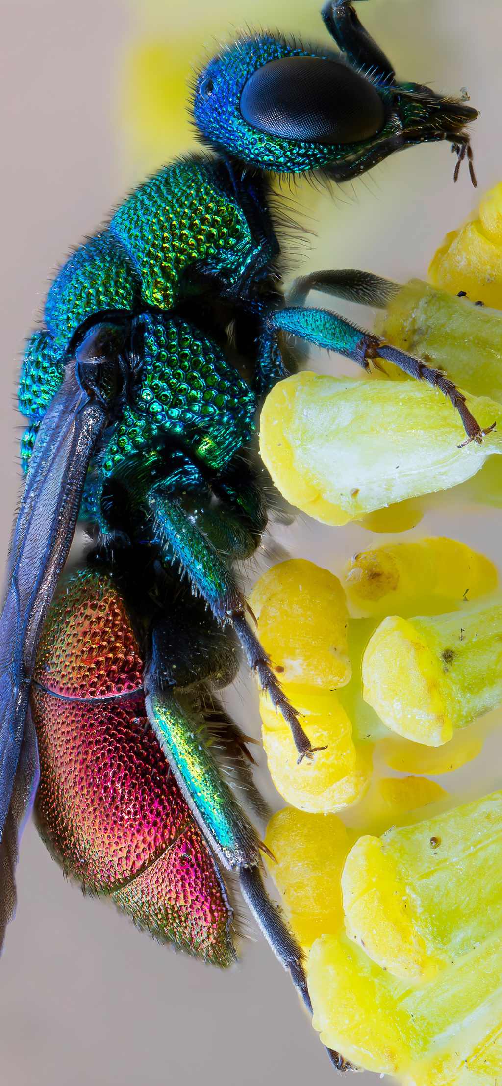 Chrysididae sp.